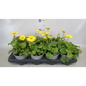 Doronicum orientale 'Leonardo Comp'