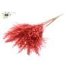 Pampas Grass 70cm 10st/bunch Coral