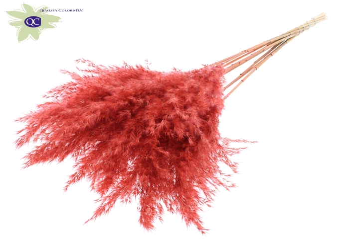 Pampas Grass 70cm 10st/bunch Coral