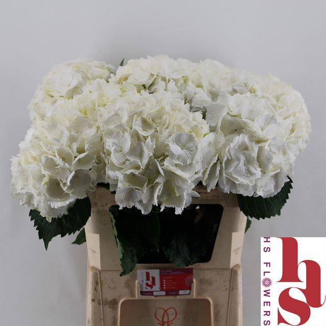 <h4>Hydrangea 'Verena White' 21cm</h4>