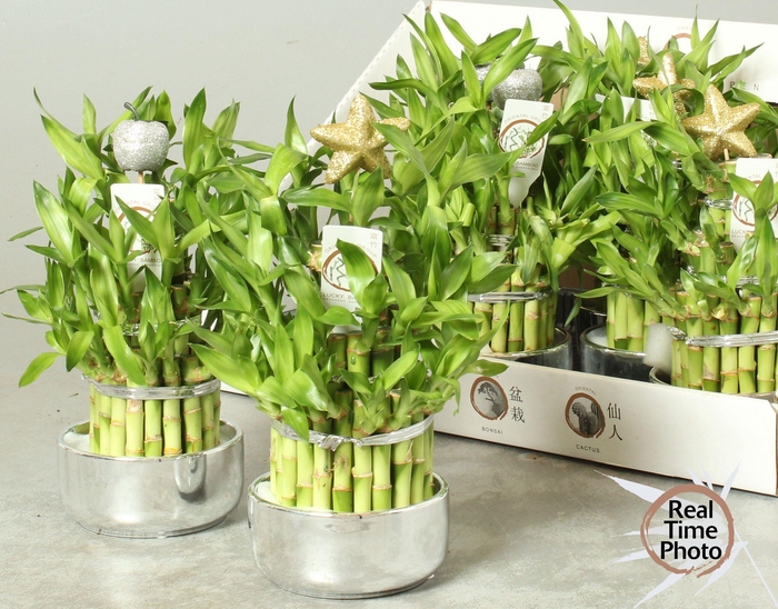 <h4>DRA LUCKY BAMBOO</h4>