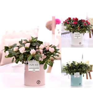 1st class Azalea mix in P&PURE zinc pot Louise 4 ass.