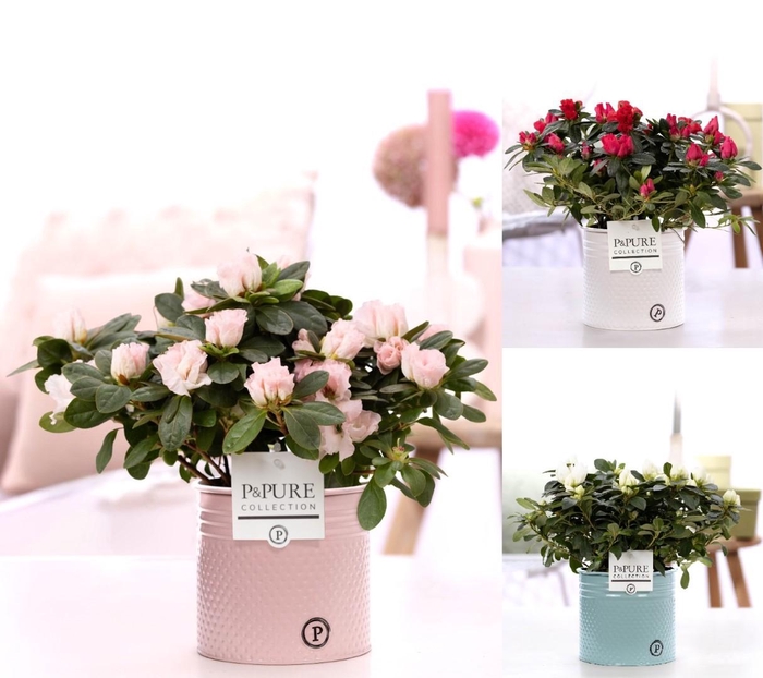 <h4>1st class Azalea mix in P&PURE zinc pot Louise 4 ass.</h4>