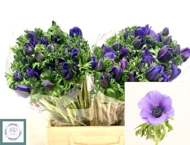 <h4>ANEM CO M PLUS BLU</h4>