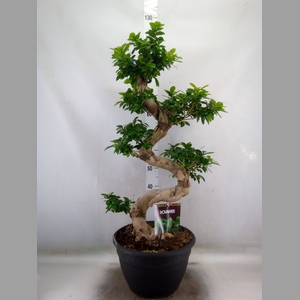 Ficus microcarpa 'Ginseng'