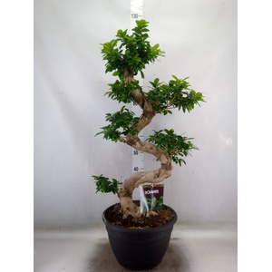 Ficus microcarpa 'Ginseng'