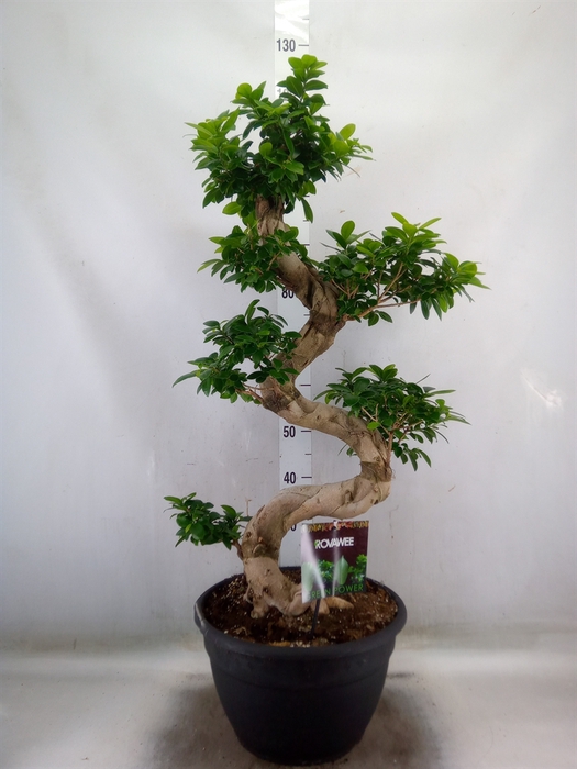 <h4>Ficus microcarpa 'Ginseng'</h4>