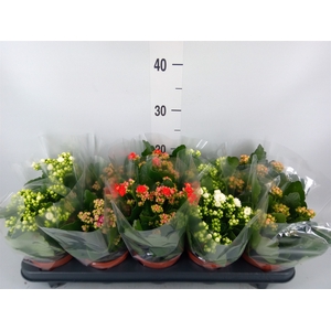 Kalanchoe blos.   ..rosebud mix  5