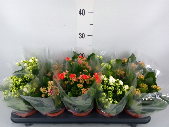 <h4>Kalanchoe blos.   ..rosebud mix  5</h4>