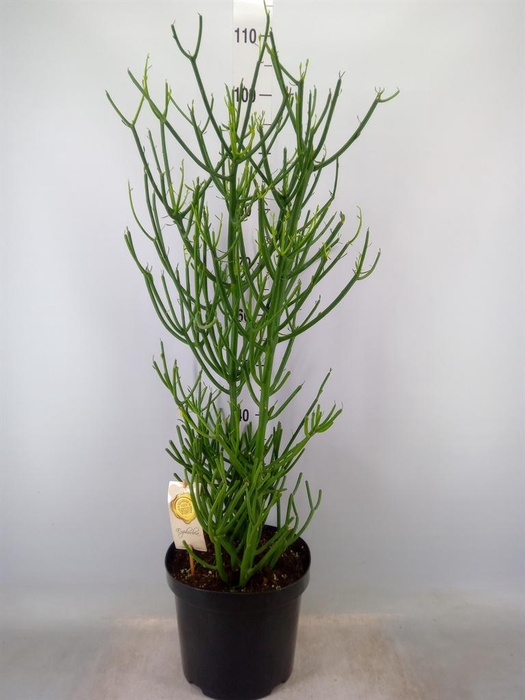 <h4>Euphorbia tirucalli</h4>