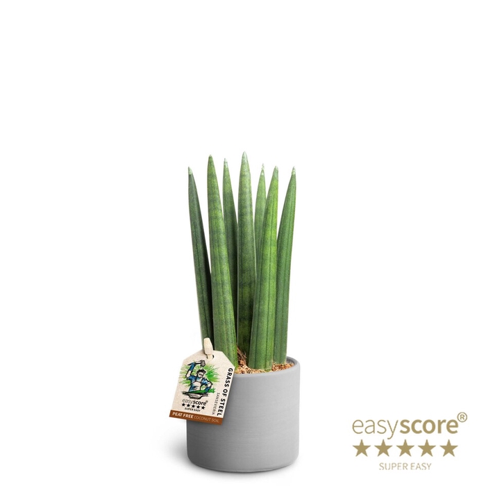 SANSEVIERIA CYLINDRICA