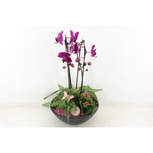 arr2 PL - Ebbischaal phal. lila