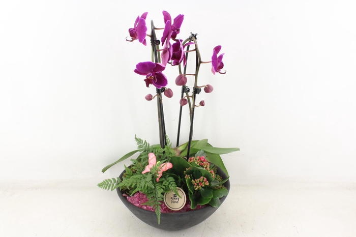 <h4>arr2 PL - Ebbischaal phal. lila</h4>