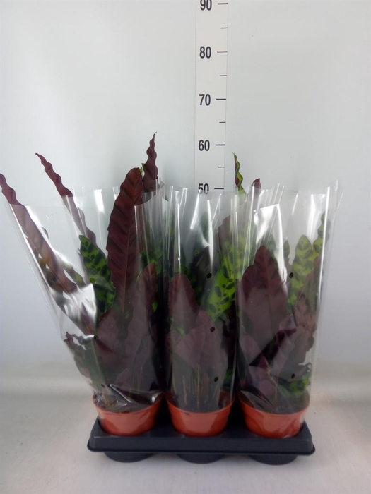 <h4>Calathea lancifolia</h4>