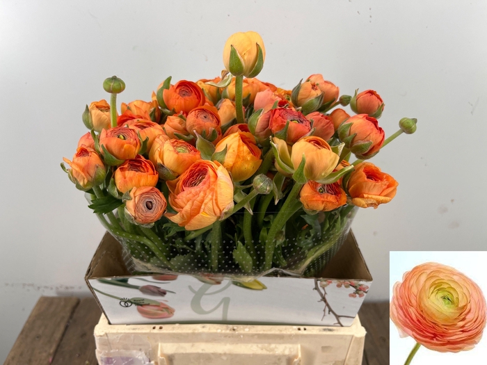 <h4>RAN EL SALMON</h4>