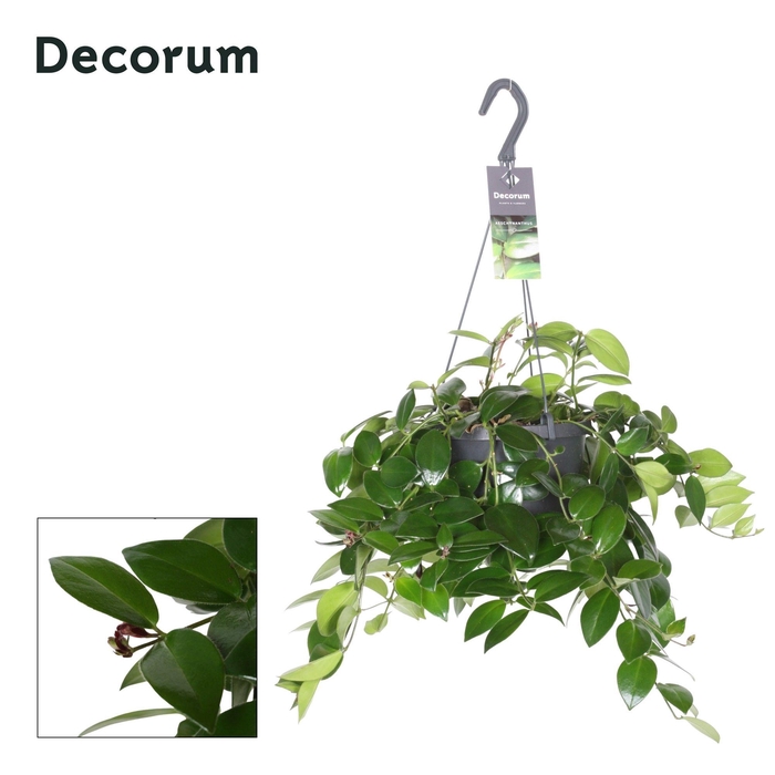 <h4>Aeschynanthus Mona Lisa - Zonder Bloem/No Flower</h4>