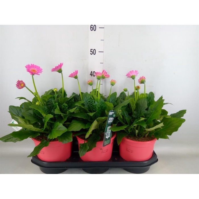 <h4>Gerbera 'Garvinea Sweet Sixteen'</h4>