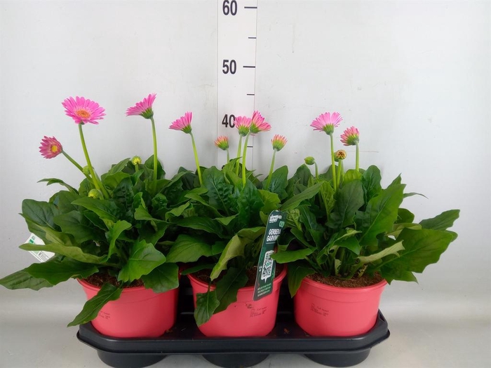 <h4>Gerbera  'Garvinea Sweet Sixteen'</h4>