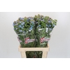Oxypetalum Tweedia Blue