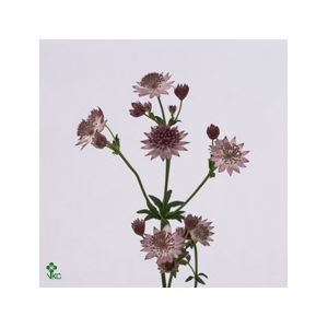 ASTRANTIA ROMA