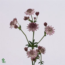 <h4>ASTRANTIA ROMA</h4>