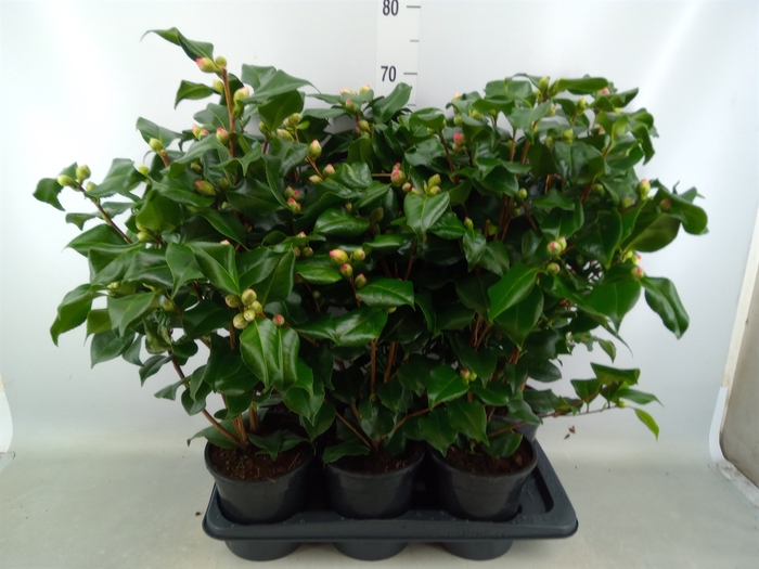 <h4>Camellia japonica 'Dr King'</h4>