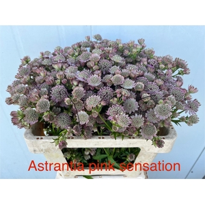 Astr Pink Sensation