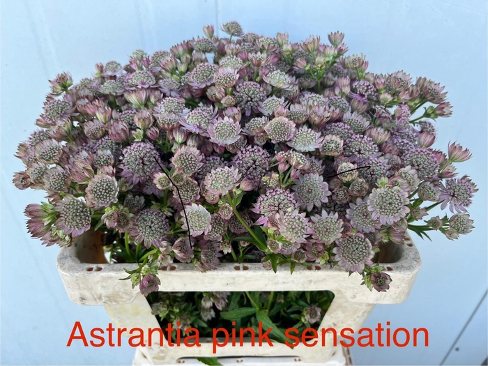<h4>Astr Pink Sensation</h4>