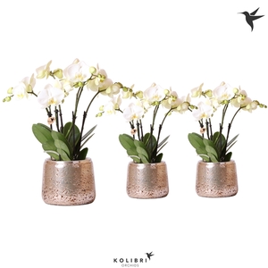 Kolibri Orchids Phalaenopsis Jewel Ghent in groove silver