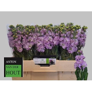 MATTH IMPALA LAVENDE