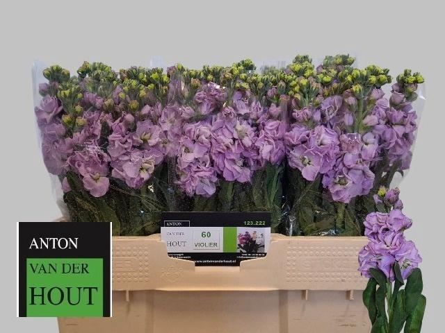 <h4>MATTH IRON MARINE</h4>