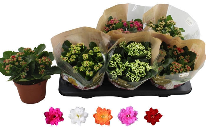 <h4>KAL GE RO GEM 5 KL</h4>