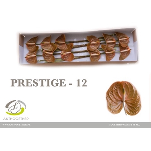 Anthurium Prestige