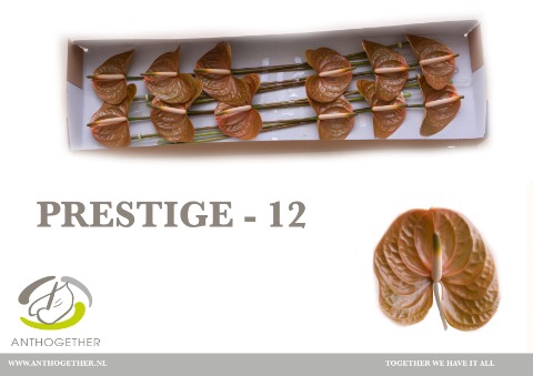 <h4>Anthurium Prestige</h4>