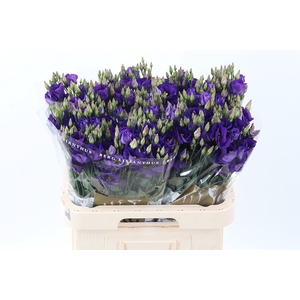 Eus E Picco Violet
