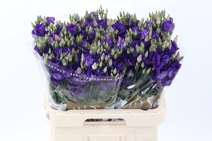<h4>Eus E Picco Violet</h4>