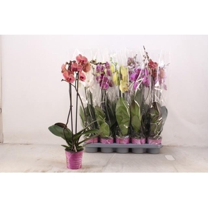 PHAL GEM 5 KL