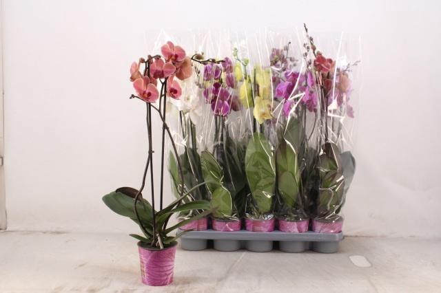 <h4>PHAL GEM 5 KL</h4>