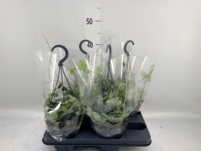 <h4>Hoya  'Mathilde'</h4>