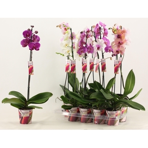 Phalaenopsis 1 tak 10+/vertakt mix lang (Scenza)