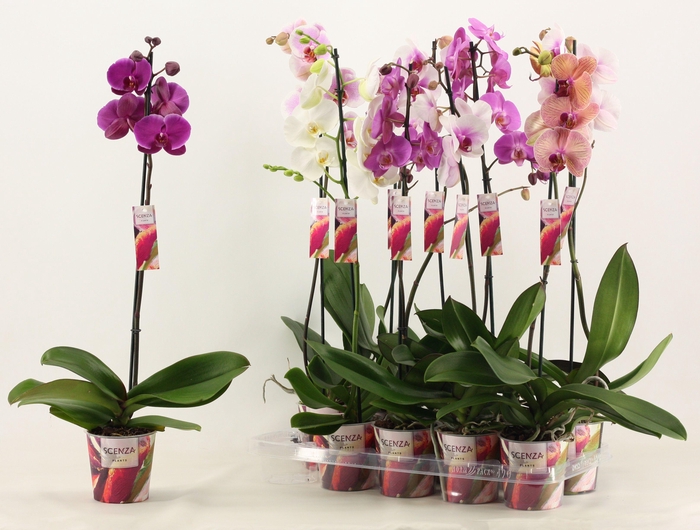 <h4>Phalaenopsis 1 tak 10+/vertakt mix lang (Scenza)</h4>