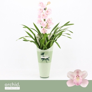 Cymbidium, Pink Bell 1-spike 'Orchid Collection' Potcover