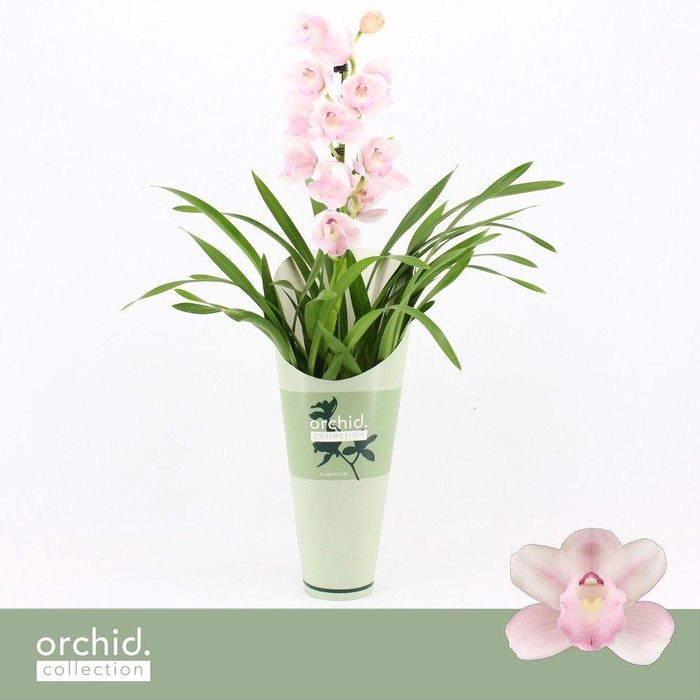 <h4>Cymbidium, Pink Bell 1-spike 'Orchid Collection' Potcover</h4>