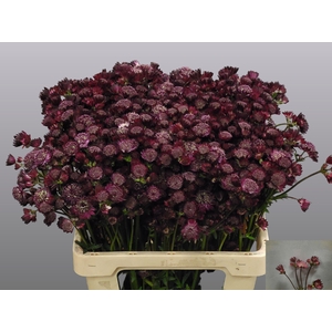 Astrantia Ruby Wedding