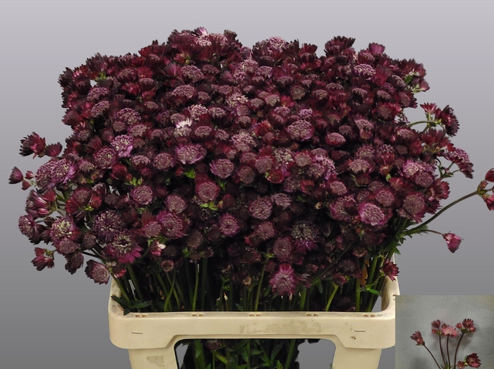 <h4>Astrantia Ruby Wedding</h4>
