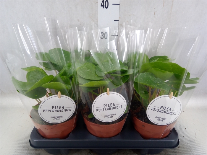 Pilea peperomoides