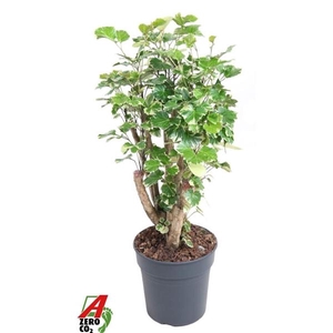 Polyscias scutellaria 'Balfourii'
