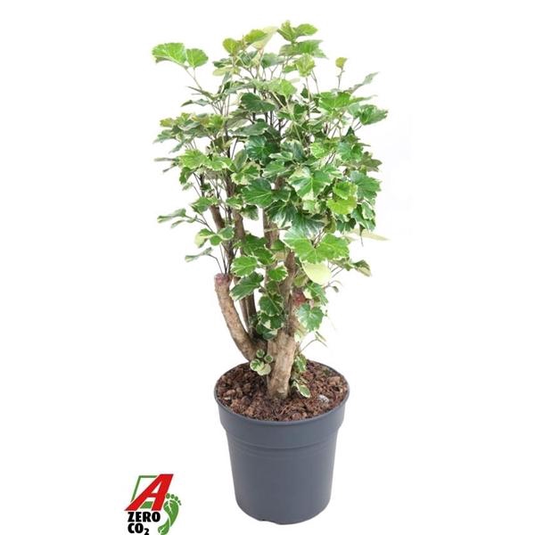 <h4>Polyscias scutellaria 'Balfourii'</h4>