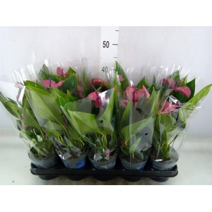 Anthurium andr. 'Pure Purple'