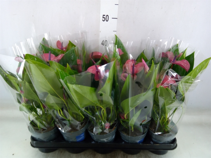 <h4>Anthurium andr. 'Pure Purple'</h4>